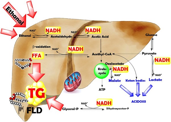 GLP-1 Effects on Non-Alcoholic Fatty Liver Disease (NAFLD)