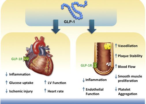 Illustration of the heart with arteries, showcasing the importance of heart health and the role of GLP-1.