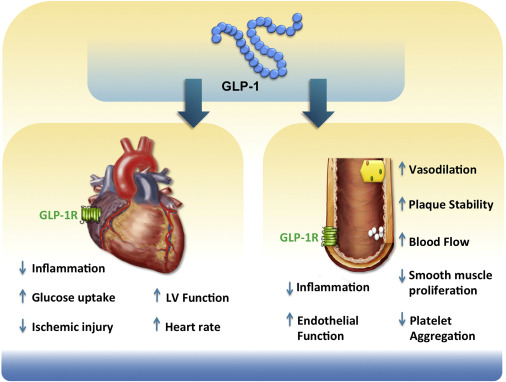 Illustration of the heart with arteries, showcasing the importance of heart health and the role of GLP-1.