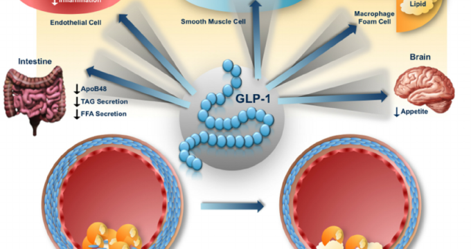 Illustration of a healthcare provider discussing GLP-1 treatment with a patient.