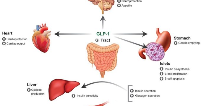 Diagram illustrating GLP-1 inhibiting glucagon production in pancreatic cells.