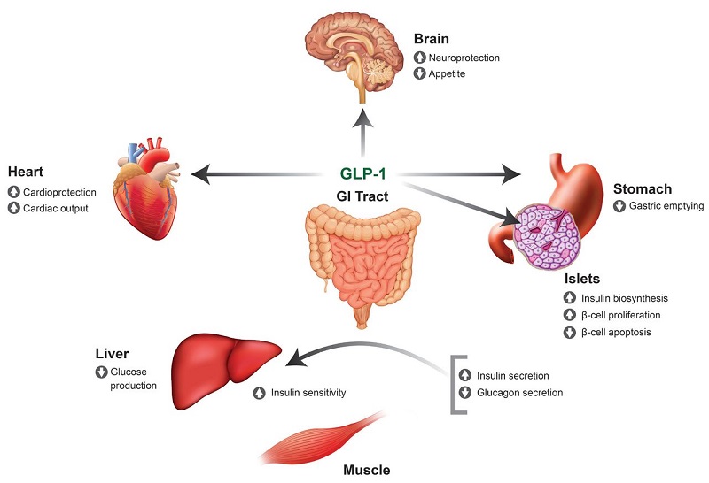 Diagram illustrating GLP-1 inhibiting glucagon production in pancreatic cells.