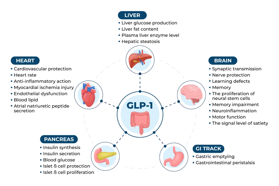 Safety Guidelines for GLP-1 Use - Learn about using GLP-1 for diabetes and weight loss.