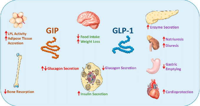 GLP-1 hormone diagram