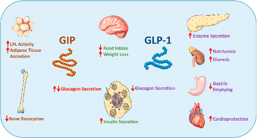 GLP-1 hormone diagram