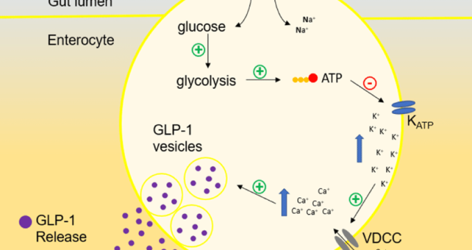 Diagram showing the triggers and pathways of GLP-1 release in the body.