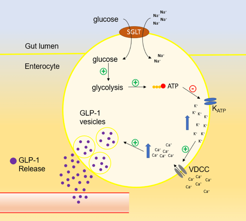 Diagram showing the triggers and pathways of GLP-1 release in the body.