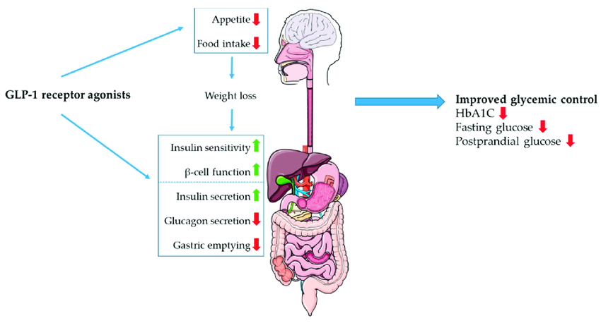 GLP-1 Receptor Agonist Mechanism