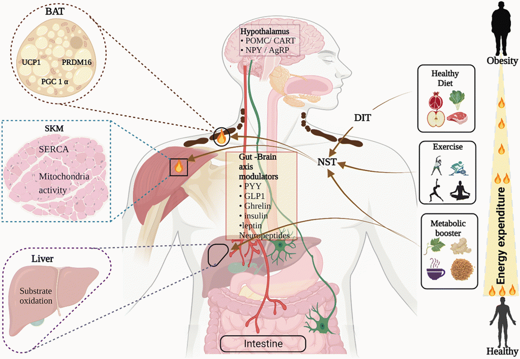 Diagram illustrating GLP-1's role in regulating energy balance in the body.