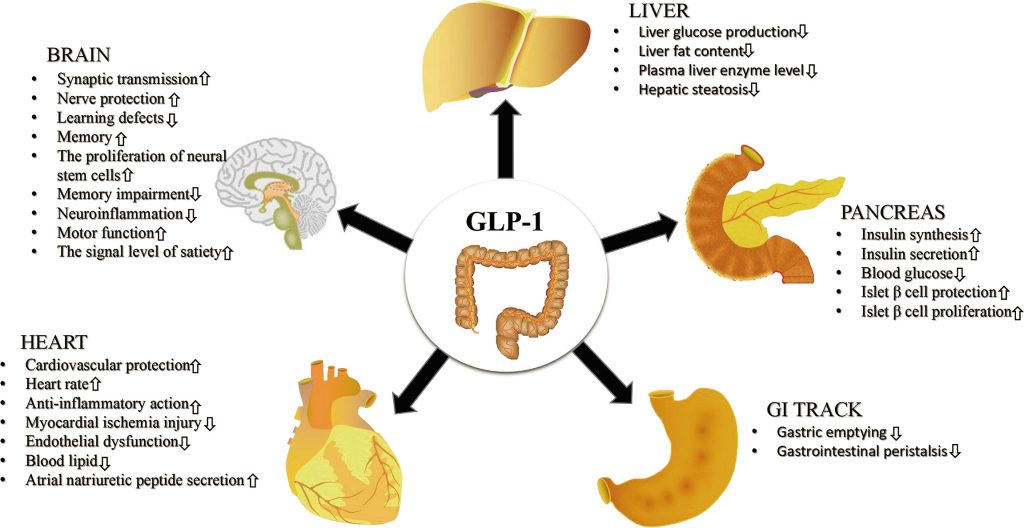 Illustration of GLP-1 hormone and its impact on insulin and weight loss