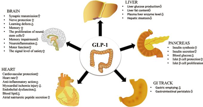 Diagram showing GLP-1 production in intestinal cells