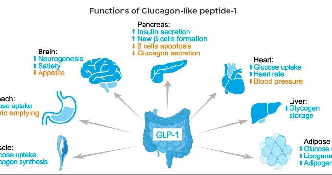 Diagram of GLP-1 action in insulin release.