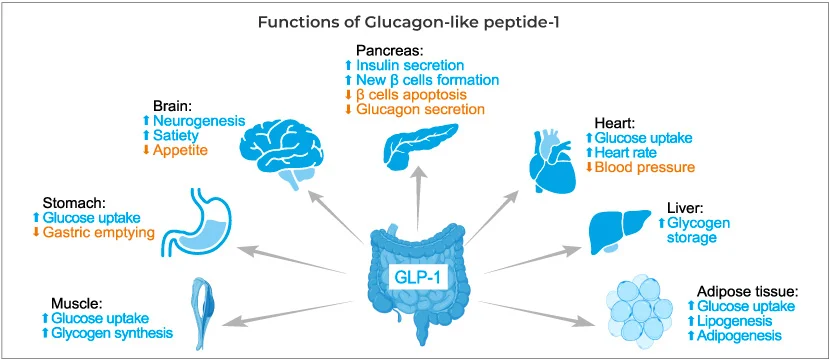 Diagram of GLP-1 action in insulin release.