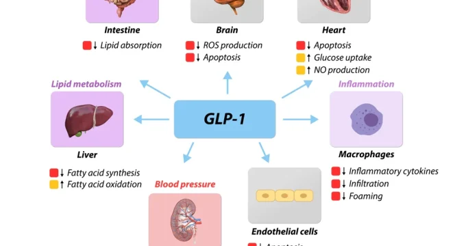 GLP-1 Molecule Illustration