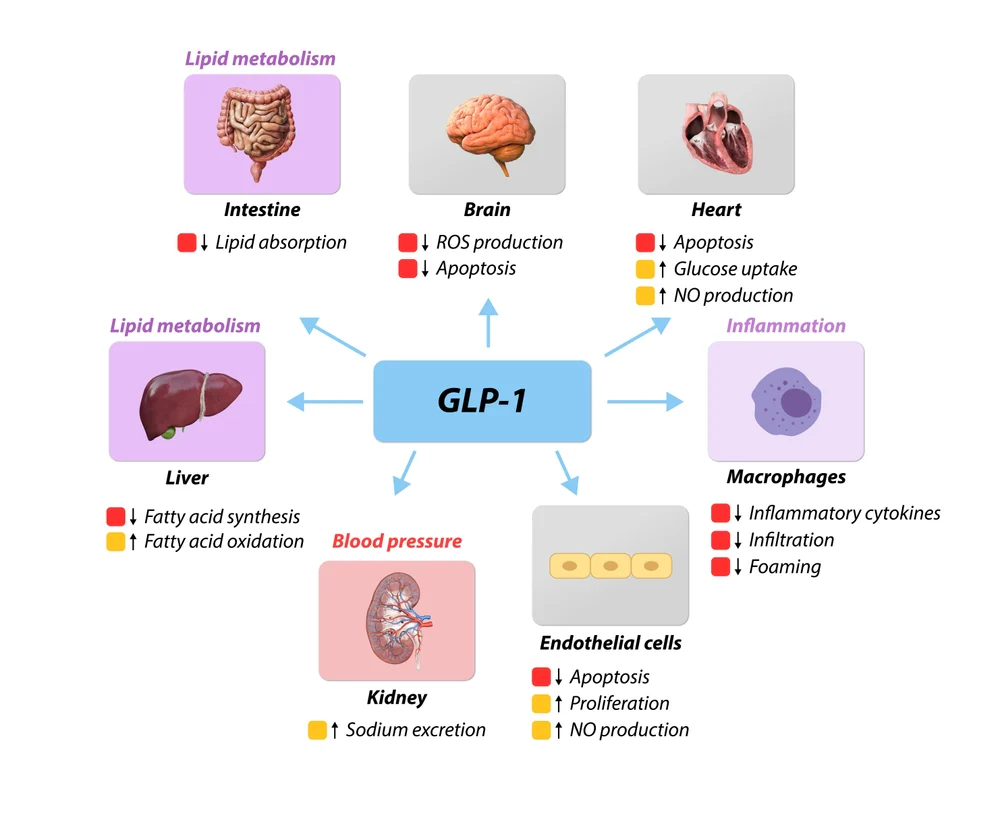 GLP-1 Molecule Illustration