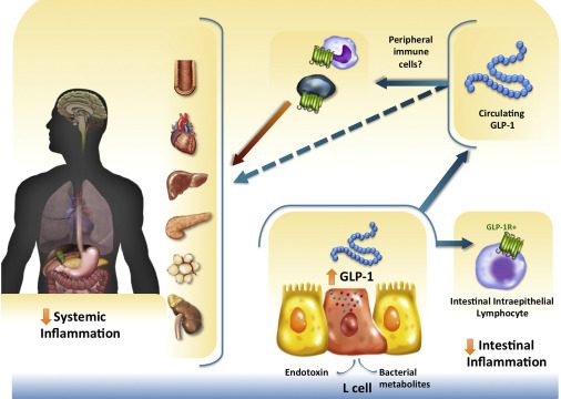 Diagram showing the function of GLP-1 in the body.