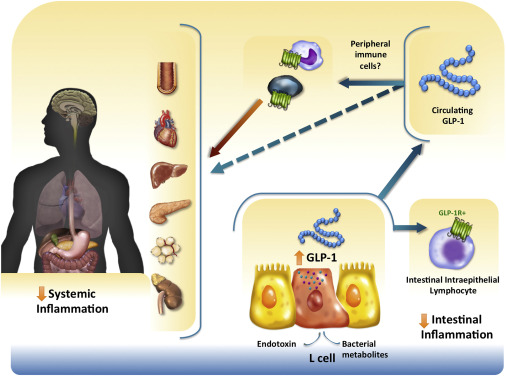 Diagram showing the function of GLP-1 in the body.