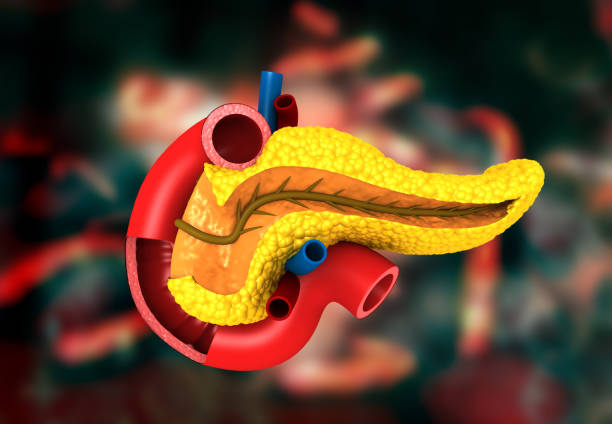 Illustration of pancreas and GLP-1 hormone in diabetes treatment