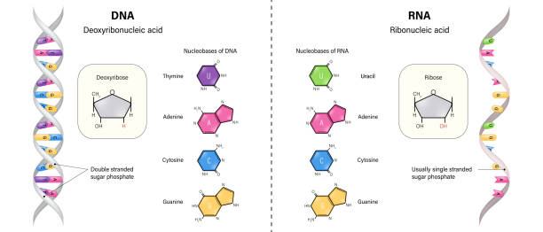 Diagram showing the location and function of GLP-1 receptors in the human body.