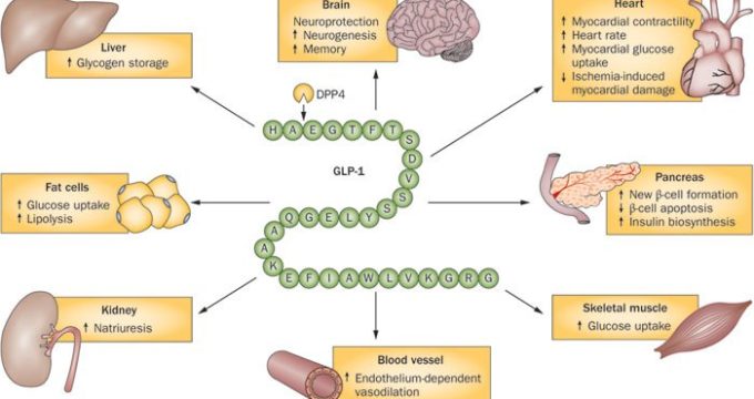 GLP-1 Hormone Functions