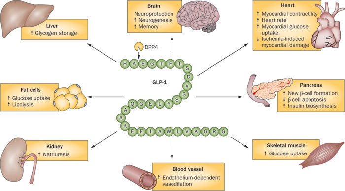 GLP-1 Hormone Functions